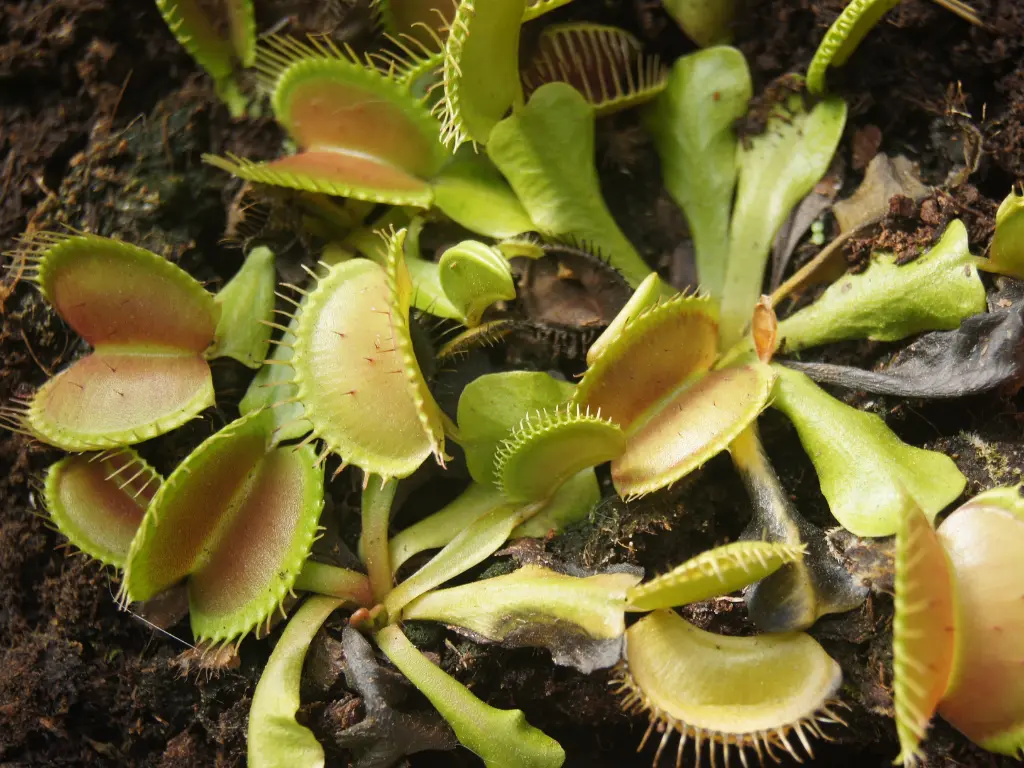 carnivorous Plants -venus flytrap