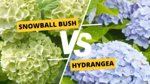 snowball bush vs hydrangea