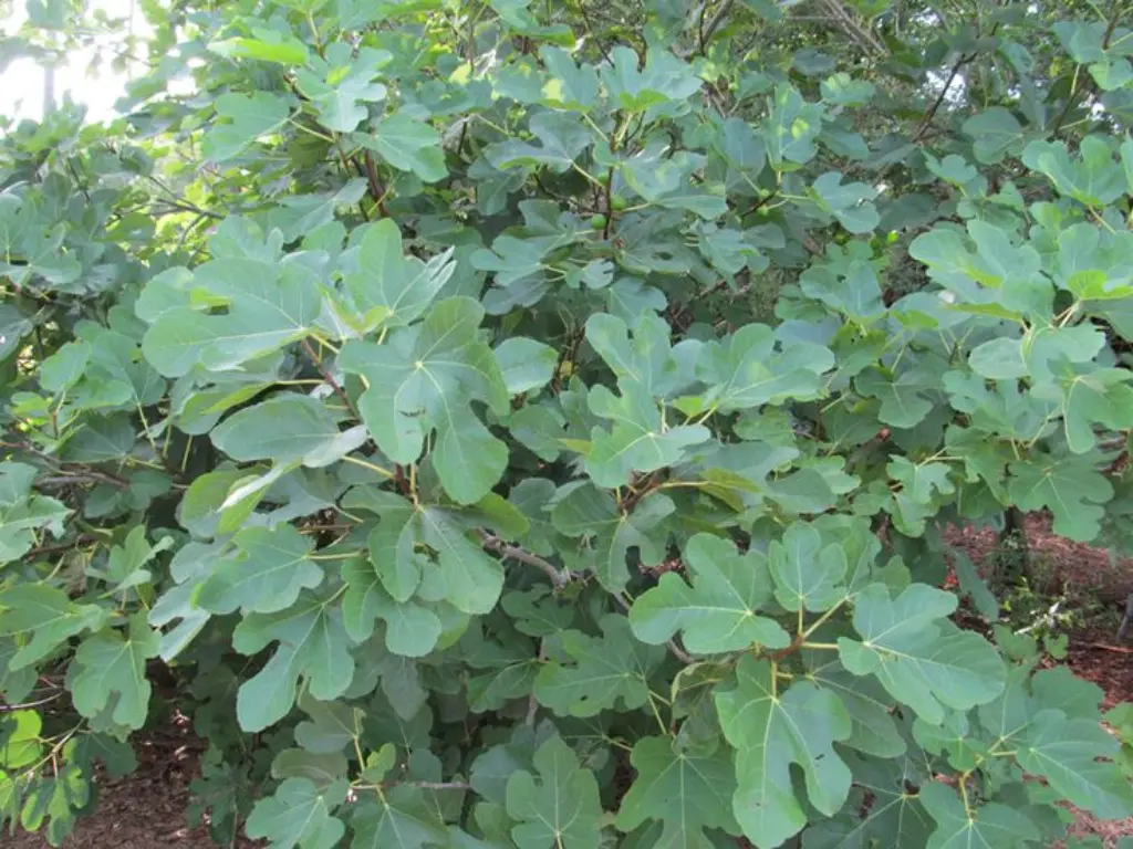 Black Jack Fig Tree