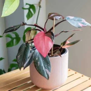 Pink Princess Philodendron Live Plant 4-9