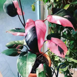 Pink Princess Philodendron Live Plant 4-9