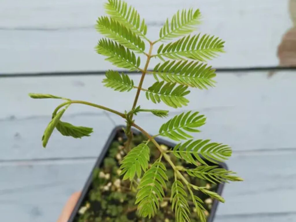 growing Persian Silk Trees