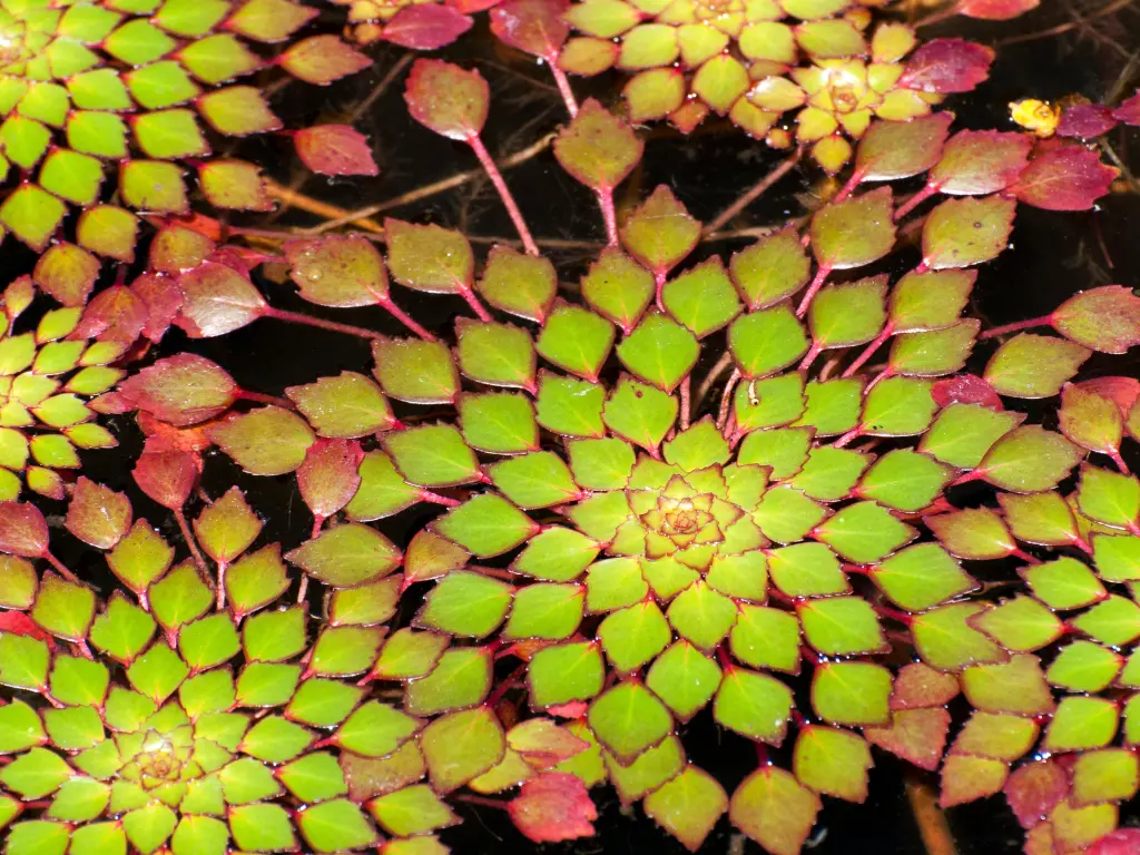 Mosaic Plant (Ludwigia sedioides)