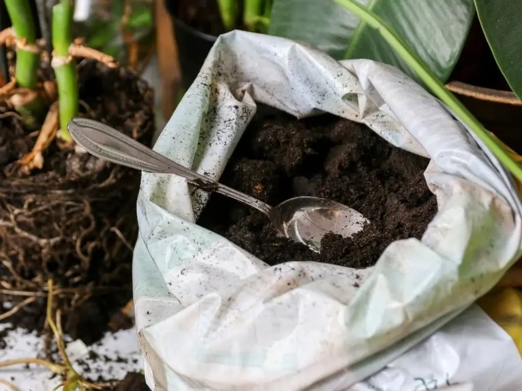 Open bag of potting soil with spoon next to Pink Princess Philodendron roots.