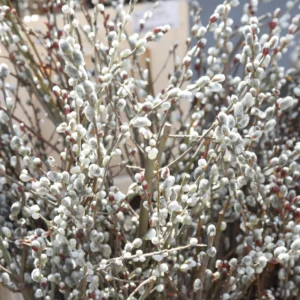 Pink Pussy Willow Cuttings Pack - 3 Unrooted Starts 8-10 Inch - Spring Planting