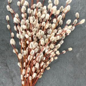 Pink Pussy Willow Cuttings Pack - 3 Unrooted Starts 8-10 Inch - Spring Planting