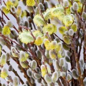 Pink Pussy Willow Cuttings Pack - 5 Stems, 8-10 Inch, Ornamental Shrub