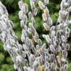 Pussy Willow Cuttings - Pack of 10 - 8-10 Inch - Willow Branches for Planting