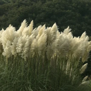 Pampas Grass White Live Clumps - 2 Rooted Plants, 3-6 Inch Size