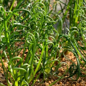 Twister Corkscrew Rush Grass, Ornamental Accent Plant, 3-6 Inch