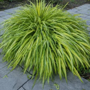 Japanese Forest Grass Plants Pack - 4-6 Inch Ornamental Grass