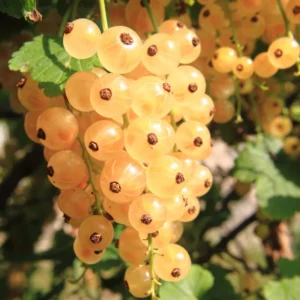 White Cherry Currant Plant - 6-10 inch Size