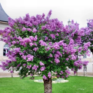 Old Fashion Lilac Bush - 9-14 Inch Potted Plant - Fragrant Blooms