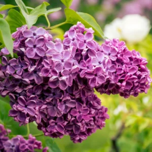 Old Fashion Lilac Bush - Fragrant Shrub - 14-20 Inch - Purple Blooms