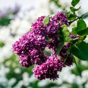 Old Fashion Lilac Bush - Fragrant Shrub - 14-20 Inch - Purple Blooms
