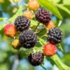 Jewel Black Raspberry Plant 4-7 Inch Live Plant