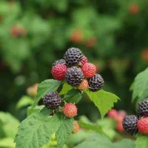 Jewel Black Raspberry Plant 4-7 Inch Live Plant