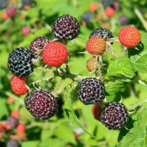 Jewel Black Raspberry Plant 4-7 Inch Live Plant