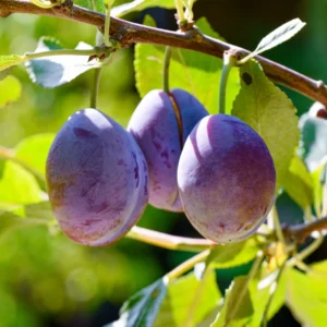 American Plum Tree - 4-7 Inch - Fruit Tree Sapling