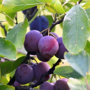 American Plum Tree - 4-7 Inch - Fruit Tree Sapling