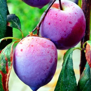 American Plum Tree - 4-7 Inch - Fruit Tree Sapling