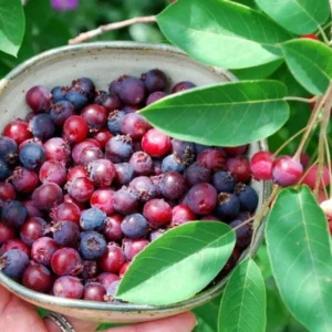 Allegheny Serviceberry Tree - 4-7 Inch - Flowering Tree