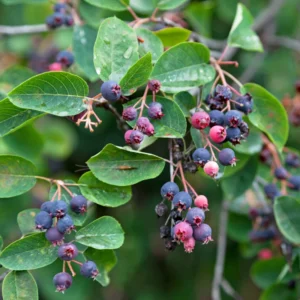 Allegheny Serviceberry Tree - 4-7 Inch - Flowering Tree