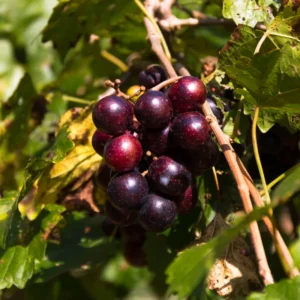 Muscadine Grape Tree - 4-6 Inch Tall - Easy to Grow Fruit Vine