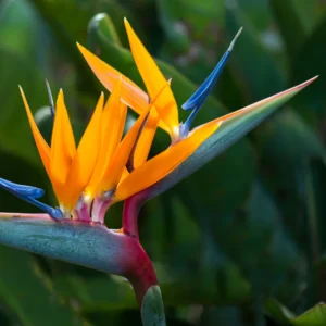 Strelitzia Reginae Bird of Paradise Plant - 5-7'' Tall Tropical Flower