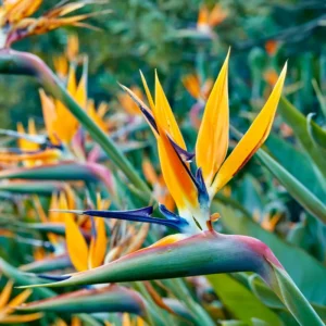 Strelitzia Reginae Bird of Paradise Plant - 5-7'' Tall Tropical Flower