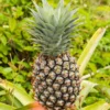 Sweet Pineapple Plant - 4-6 Inch Tropical Fruit Plant