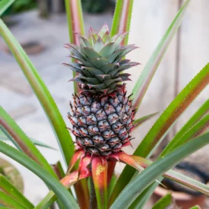 Sweet Pineapple Plant - 4-6 Inch Tropical Fruit Plant