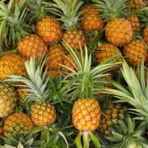 Sweet Pineapple Plant - 4-6 Inch Tropical Fruit Plant