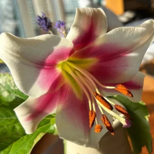 White Pink Trumpet Lily Bulbs - Set of 5 Flowering Bulbs