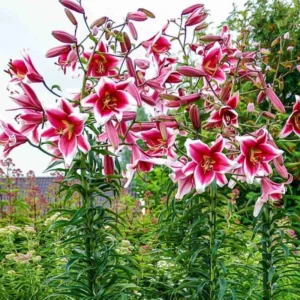 White Pink Trumpet Lily Bulbs - Set of 5 Flowering Bulbs