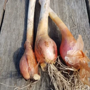 Heirloom Egyptian Walking Onion Bulbs - 20 Bulbs - Easy to Grow