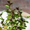 Chocolate Mint Plant - 5 Inch Herb - Aromatic Garden Plant