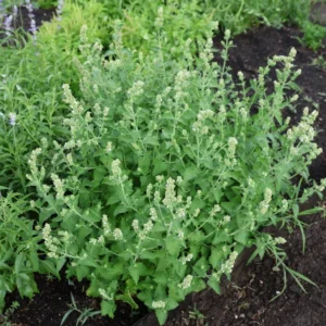 Catnip Plant 7 Inch Tall - Natural Cat Attractant - Garden Herb