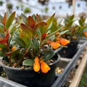 Goldfish Plant 7 Inch Potted Houseplant Indoor Decor