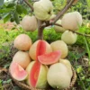 Pink Guava Plant - 4-8 Inch Tall - Tropical Fruit Tree
