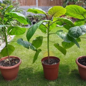 Tamarillo Tomato Tree Plant - 4 to 8 Inch Starter Plant
