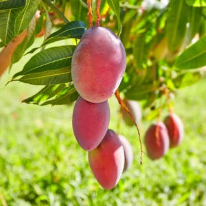 Mango Tree Live Tropical Fruit Seedling Tree 6-9 Inches