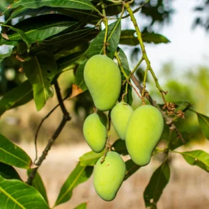 Mango Tree Live Tropical Fruit Seedling Tree 6-9 Inches