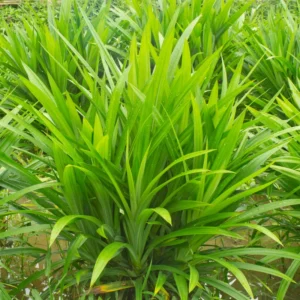 Pandan Leaves Plant 5-9 Inches Fresh Culinary Herb