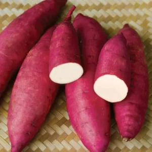 Red Japanese Potato Slips - 10 Count - Rooted Vegetable Starts