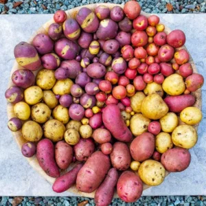 Sweet Potato Slips Variety Pack - 15 Assorted Starts for Planting
