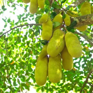 Jackfruit Plant Seedling - 7-12 Inch Starter Tree - Tropical Fruit Growing