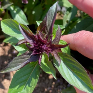 Thai Sweet Basil Plant - 4-6 Inch Culinary Herb