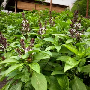 Thai Sweet Basil Plant - 4-6 Inch Culinary Herb