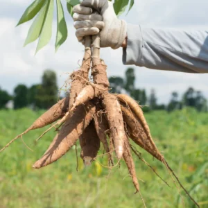 Sweet Cassava Cuttings - 15 Yuca Manihot Esculenta Stalks for Planting